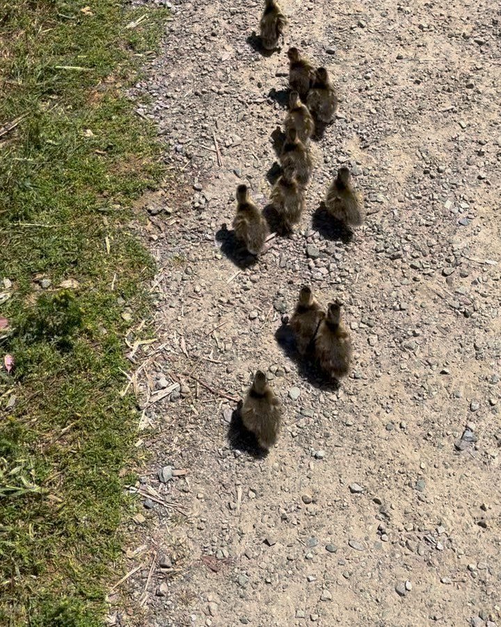 John McCormick, our favorite sewer contractor saves a gaggle of ducklings. He&rsquo;s our hero💪