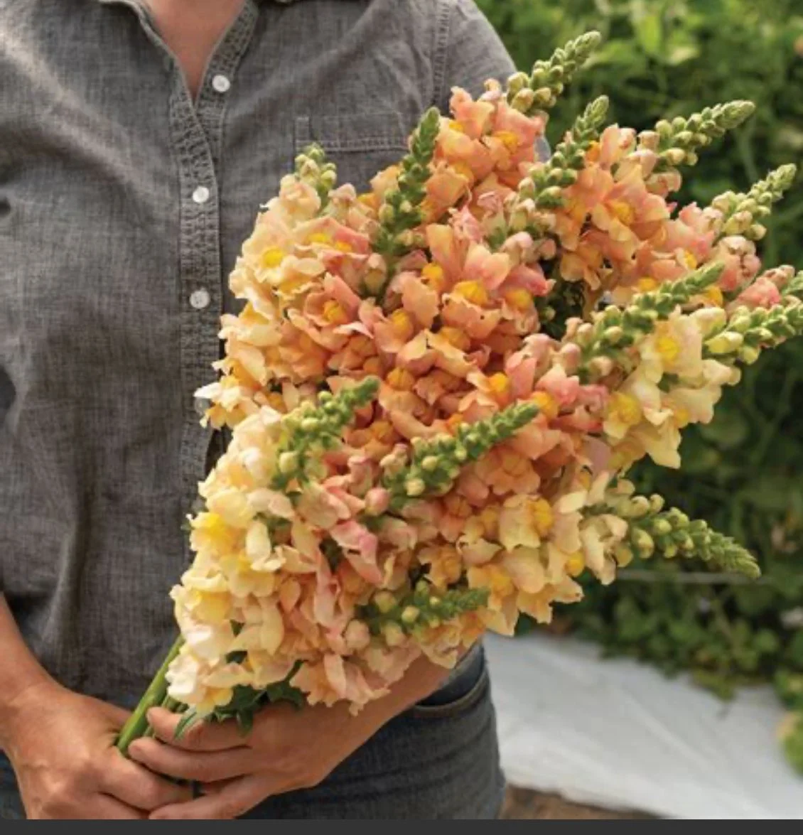 Snapdragons - Avignon Apricot (early summer blooming)
