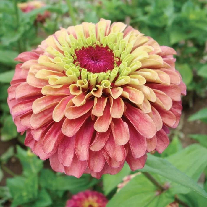 Queen Red Lime Zinnia