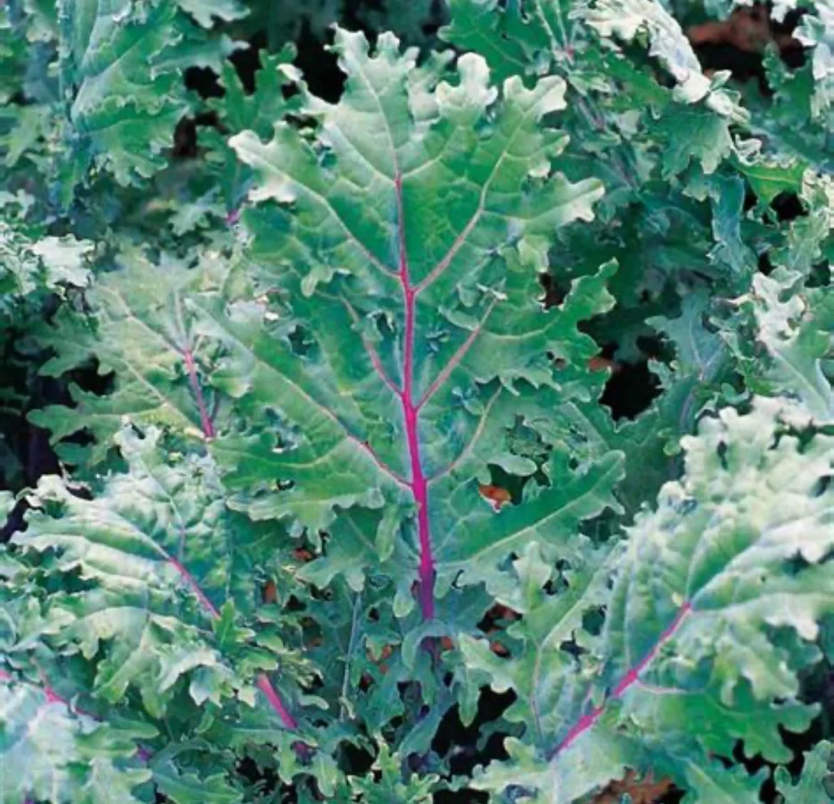 Kale - Black Russian (2)