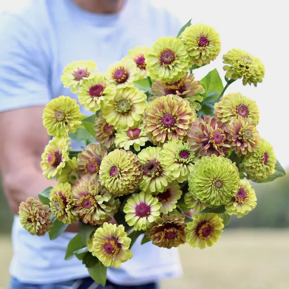 Queen Lime Blush Zinnia