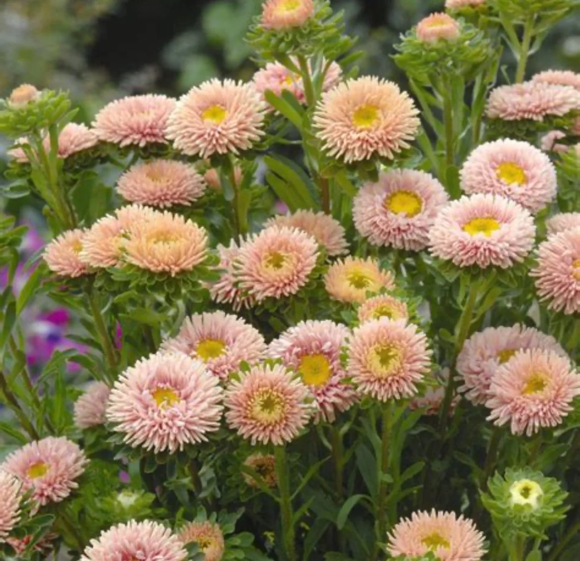 Asters - Matsumoto Apricot