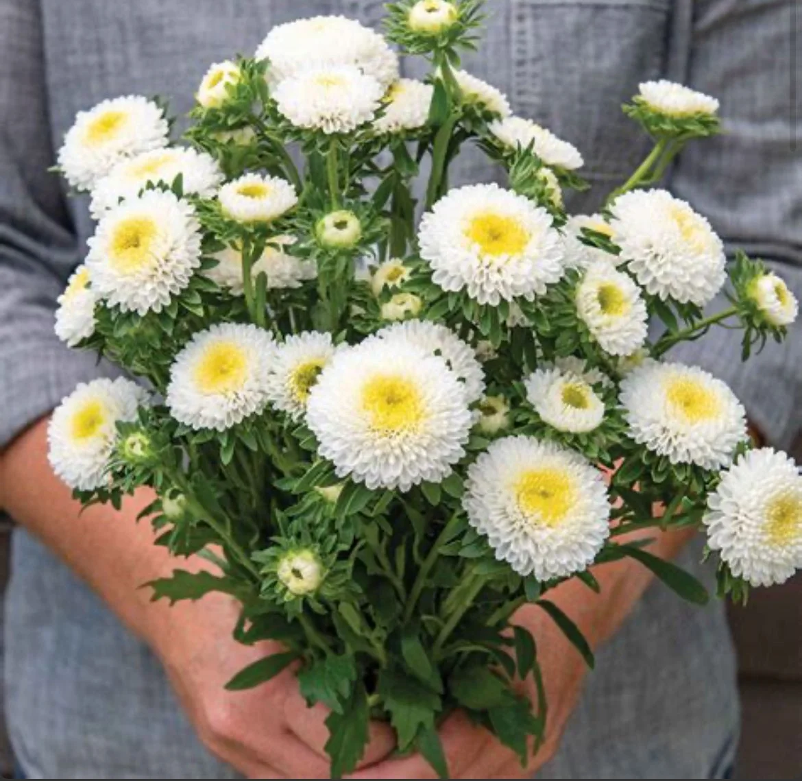 Aster - Macaroon White