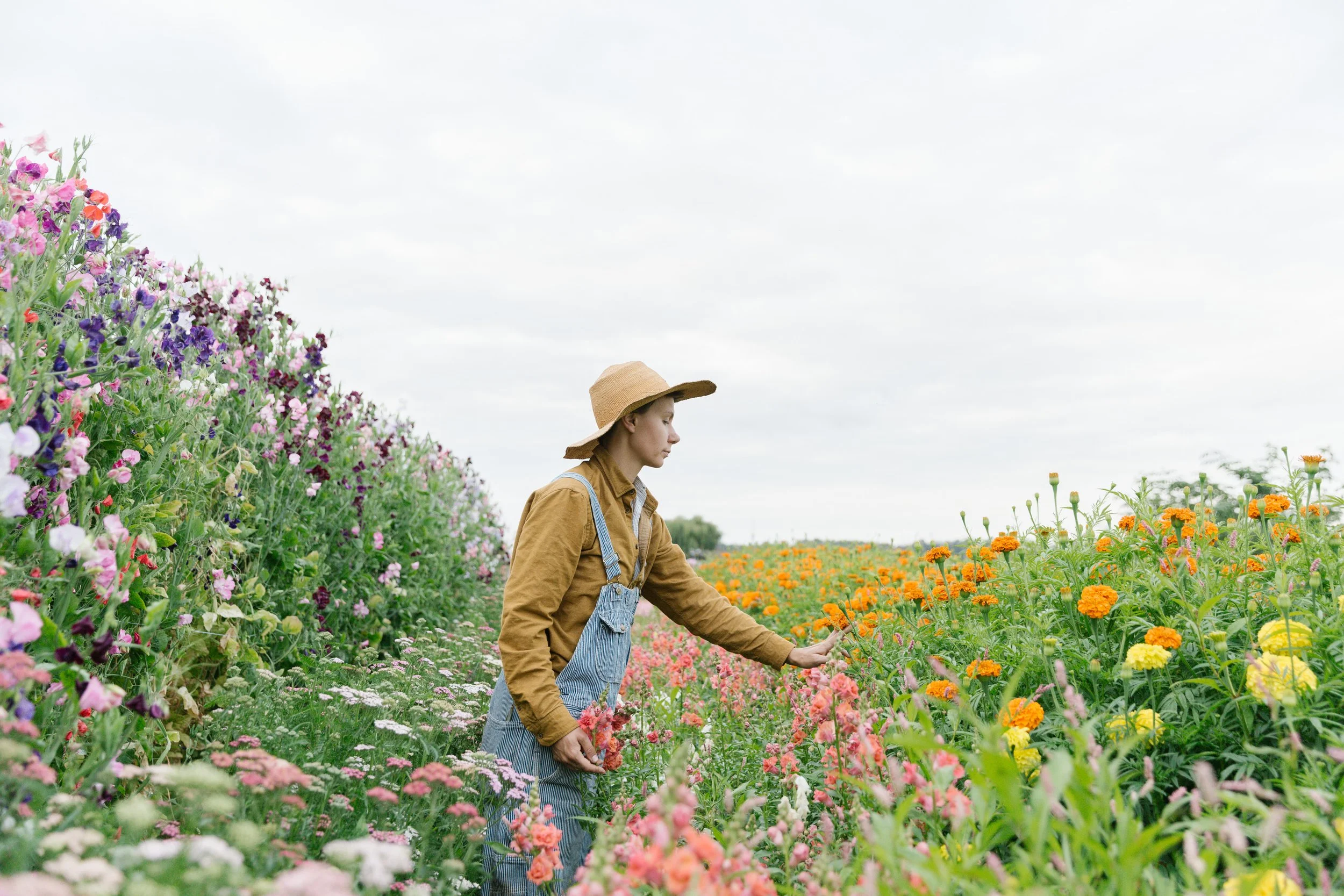 How To Start Flower Farming Best Flower Site