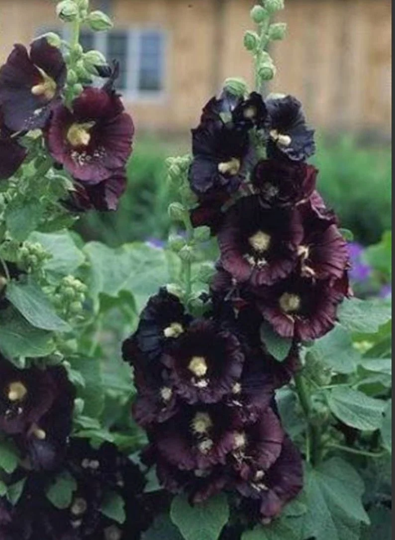 Hollyhock - Jet Black (1)
