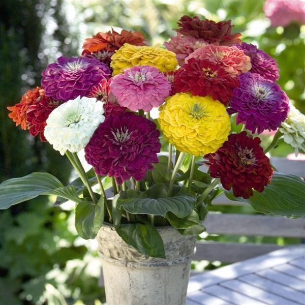 Benary Giants Zinnia x 2