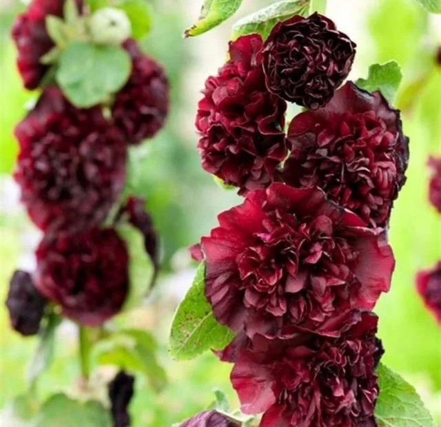 Hollyhock- Chestnut Brown (1)
