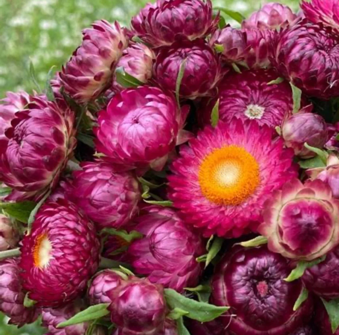 Strawflowers - Bright Rose