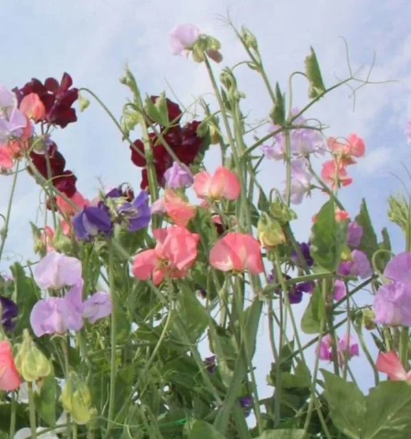 Sweet Peas - Late Spencer Blend (summer blooming)
