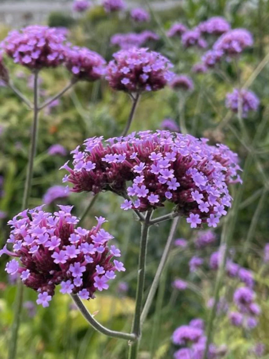 Verbena Bonariensis (3)