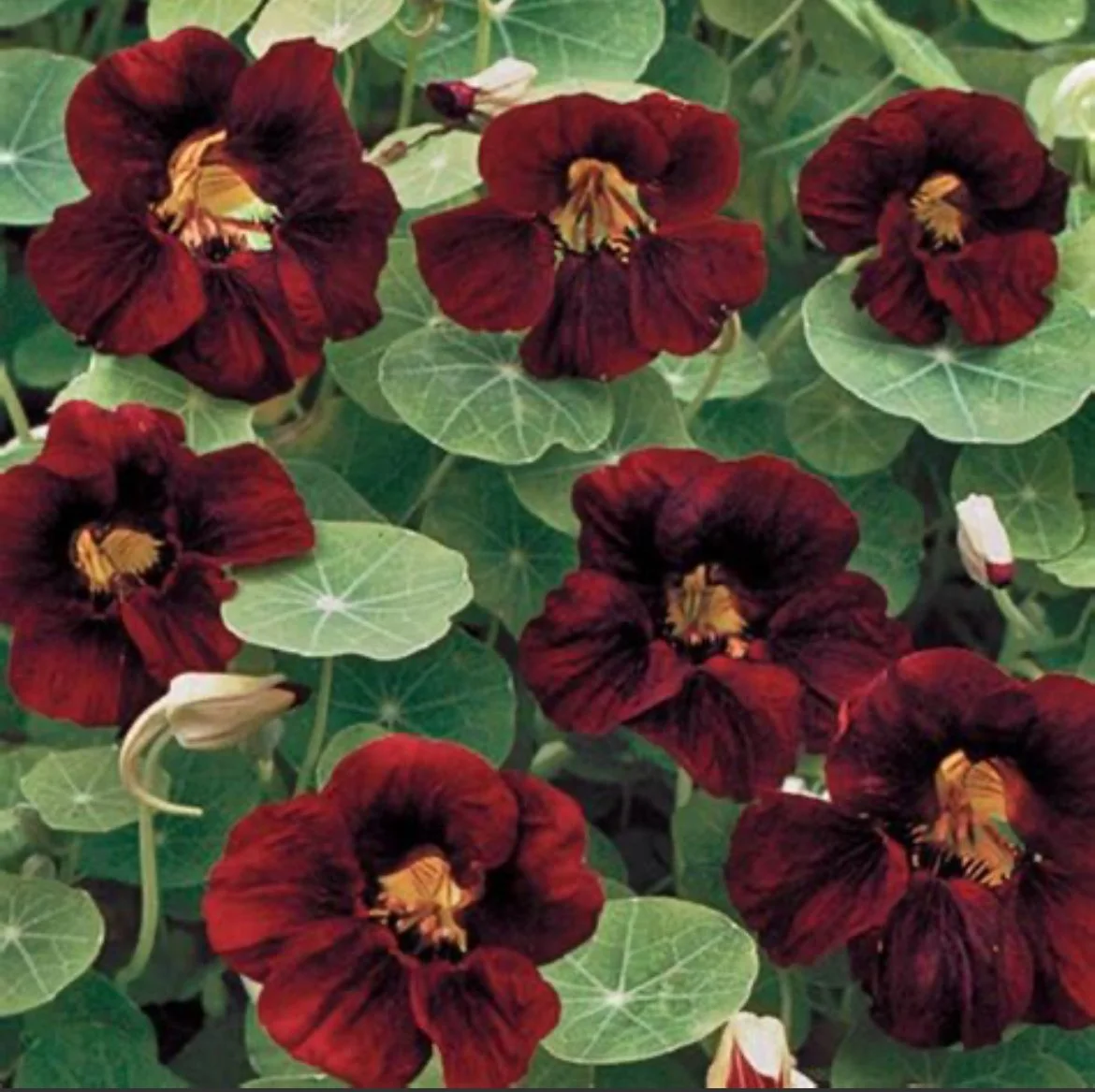 Nasturtium - Black Velvet (3)