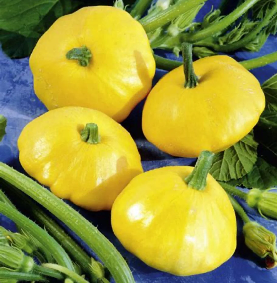 Summer Squash - Patty Pan - Sunburst (1)