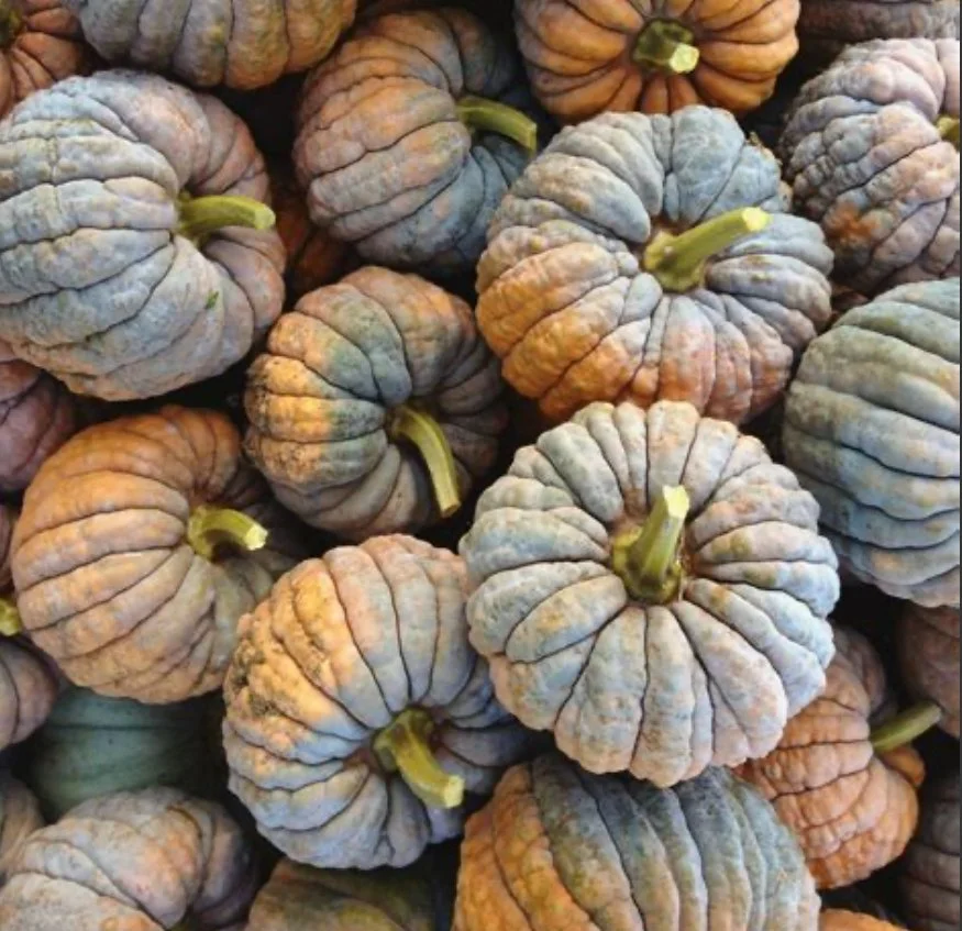 Winter Squash - Black Futsu (2)