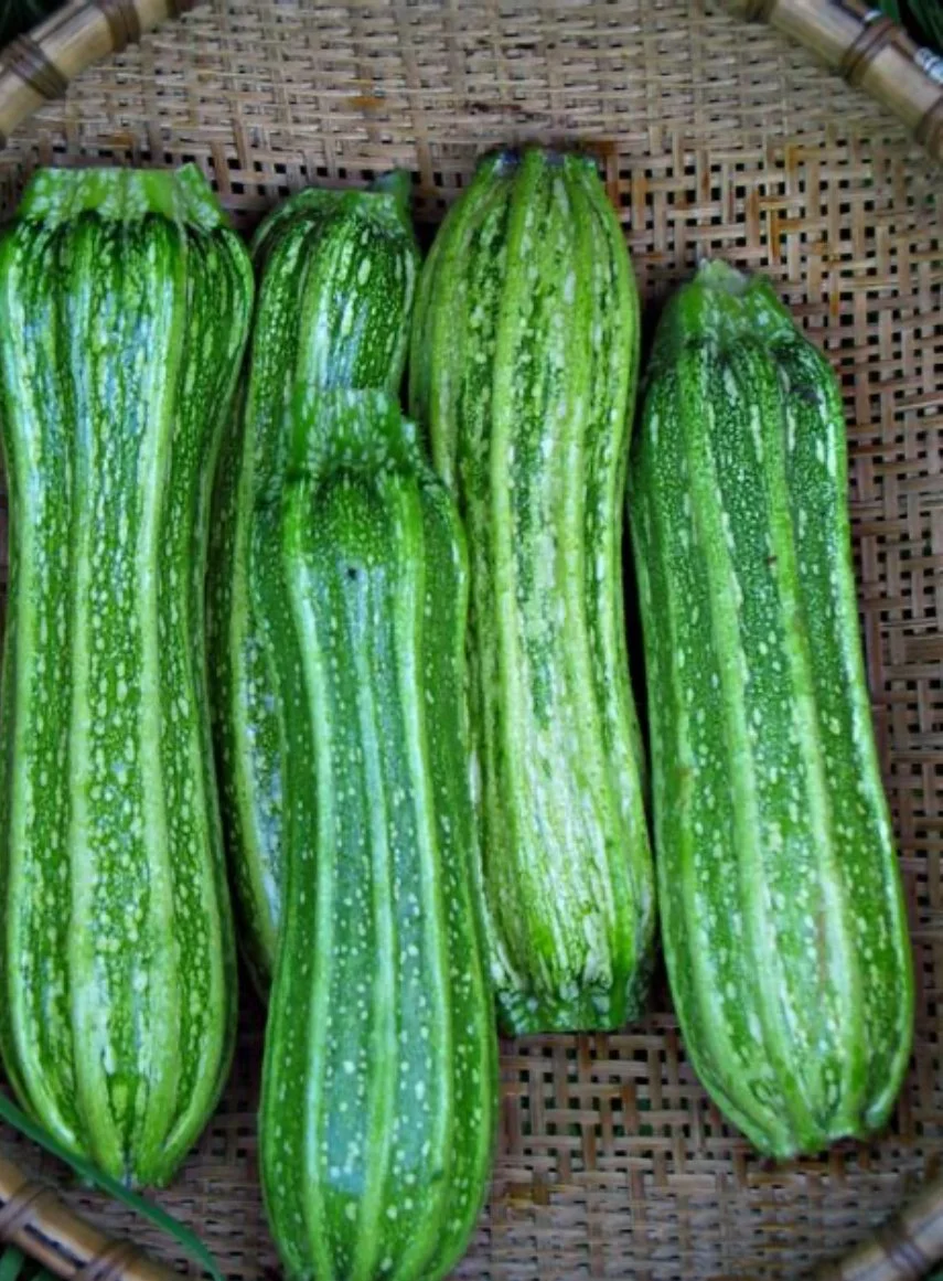 Zucchini - Romanesco (1)