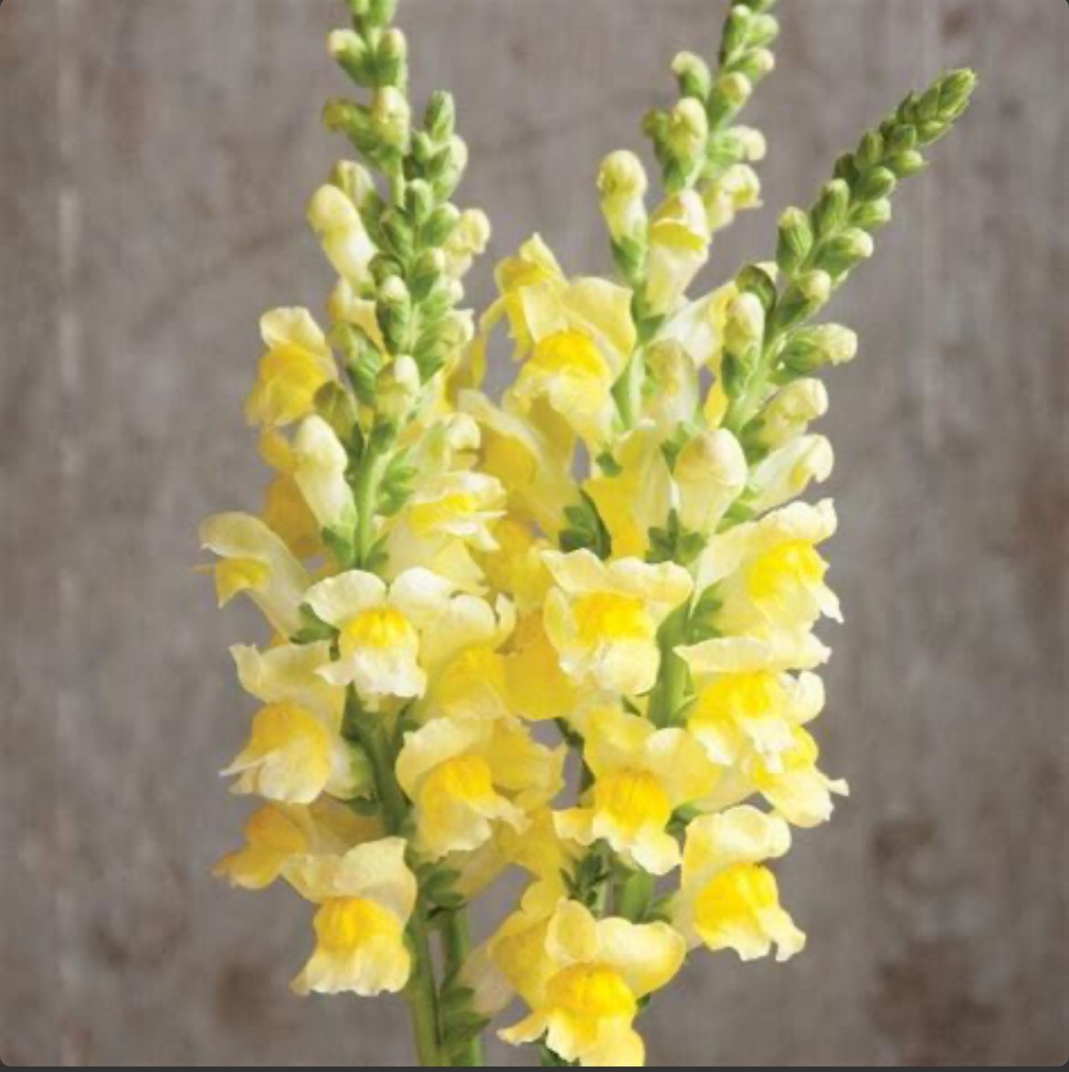 Snapdragons - Potomac Yellow 