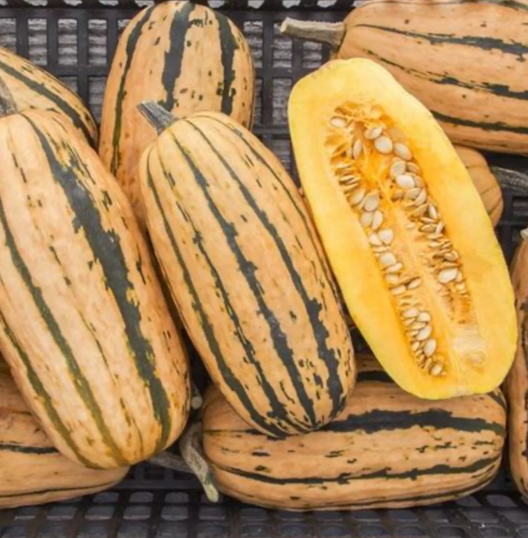 Winter Squash - Delicata - Honey Boat (2)