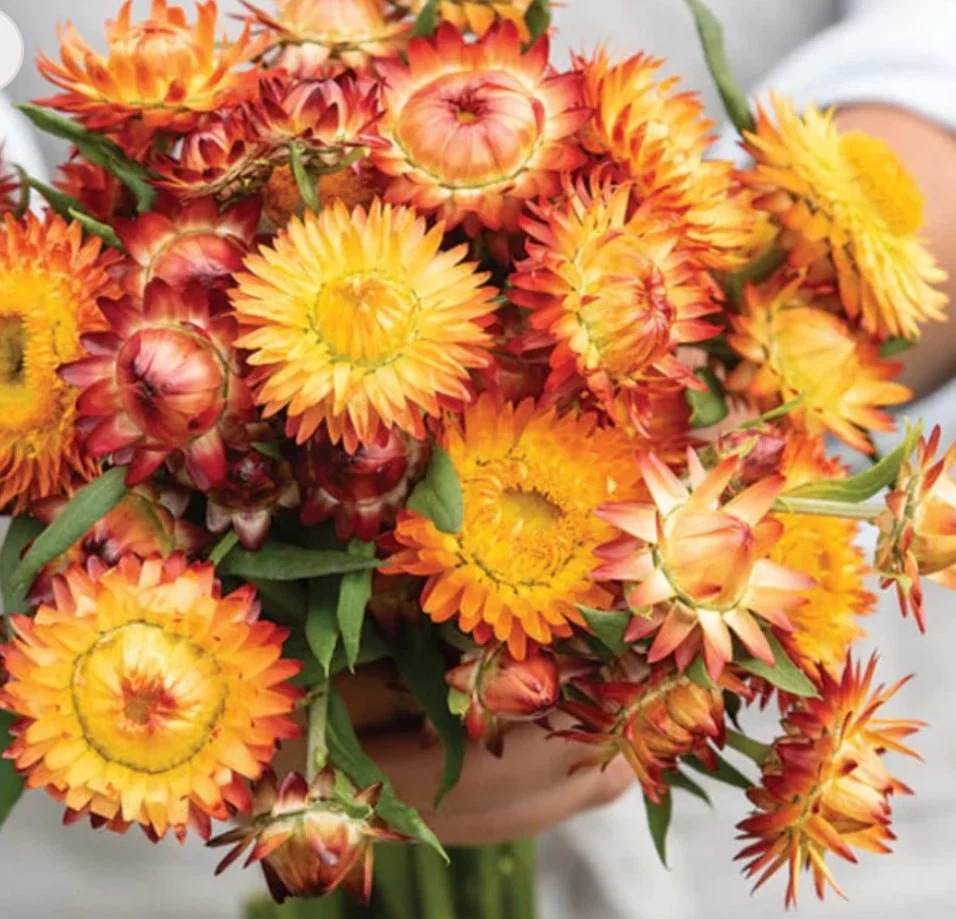 Strawflower - King Orange