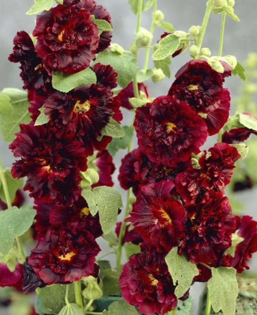 Hollyhock - Maroon (1)