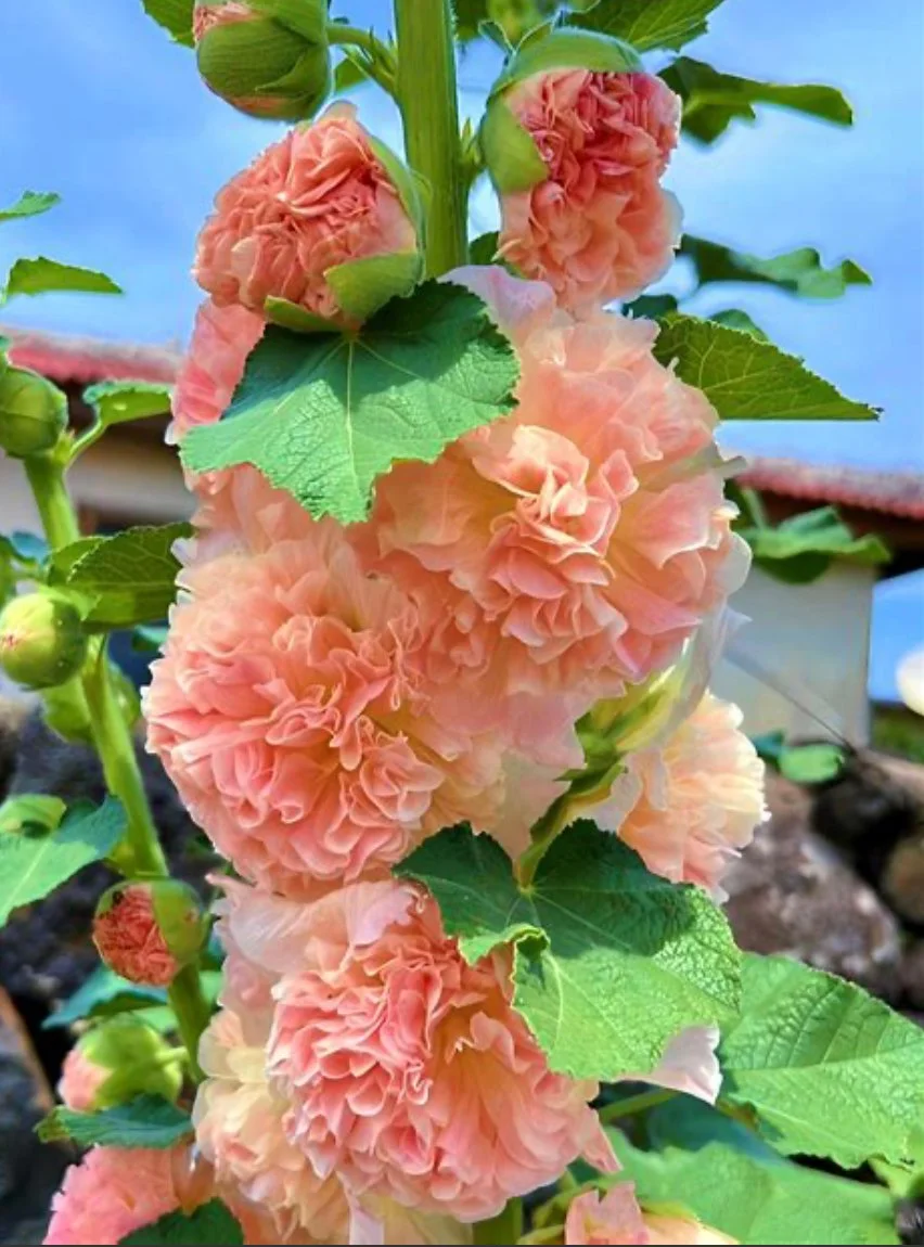 Hollyhock - Double Apricot (1)