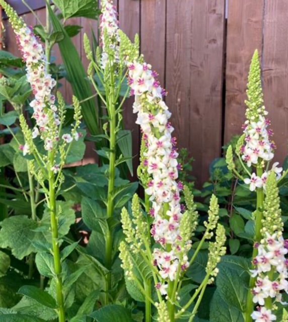 Verbascum - Phoenician (1)