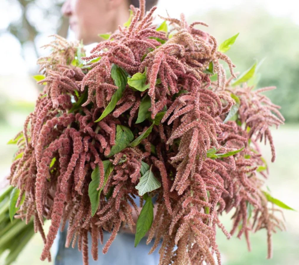 Coral Fountains -  Amaranthus 