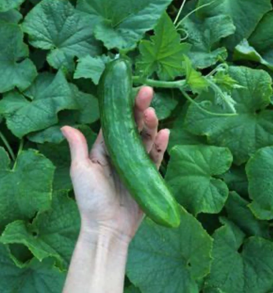 Cucumber - Mercury (4)