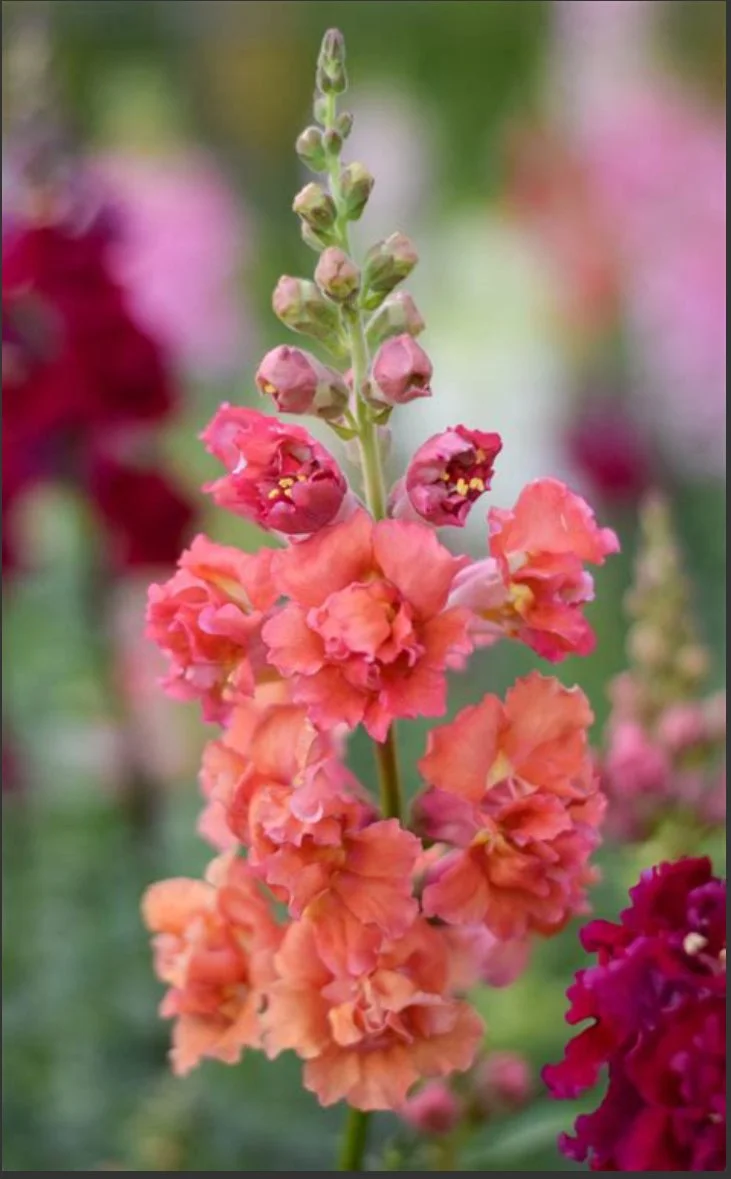 Snapdragon - Madame Butterfly Bronze