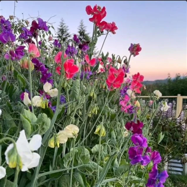Sweet Peas - Mammoth Blend (Spring Blooming)