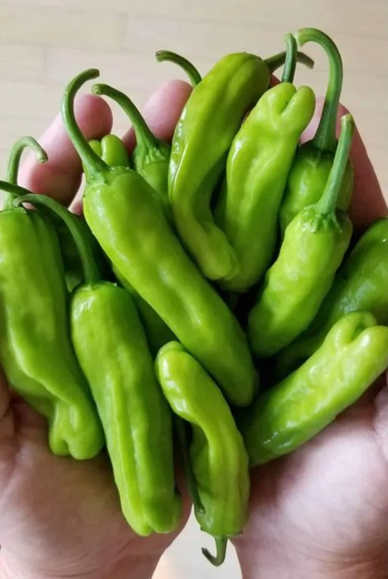 Peppers - Shishito (mild spice) (2)