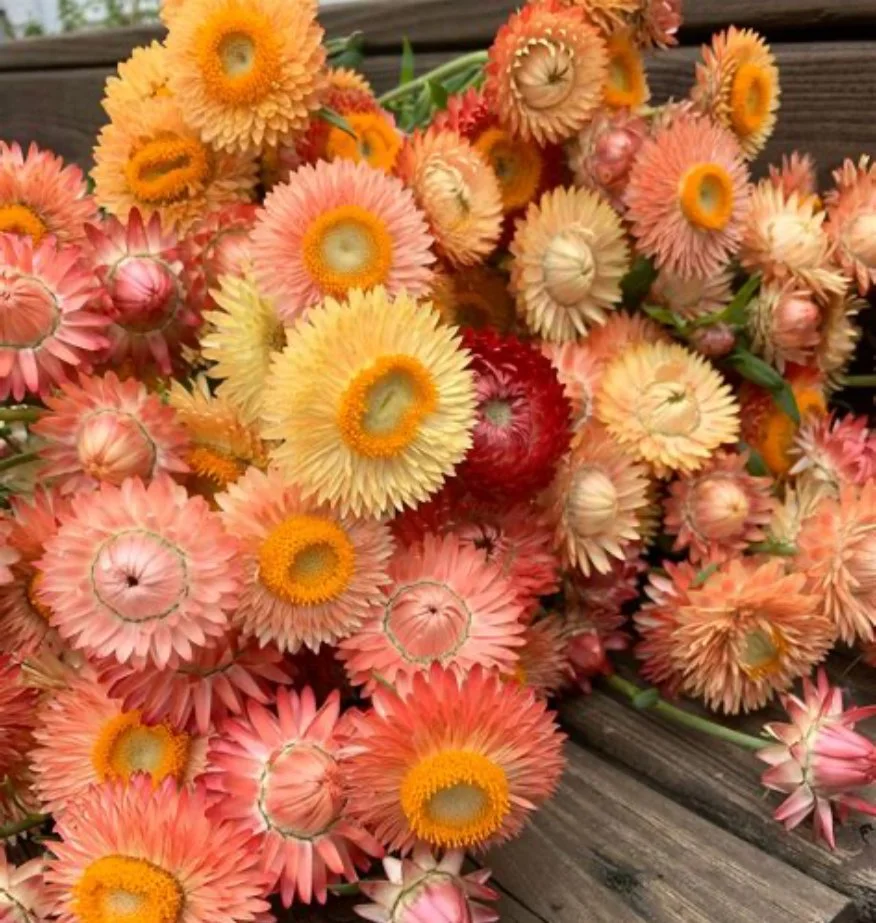 Apricot Mix Strawflower