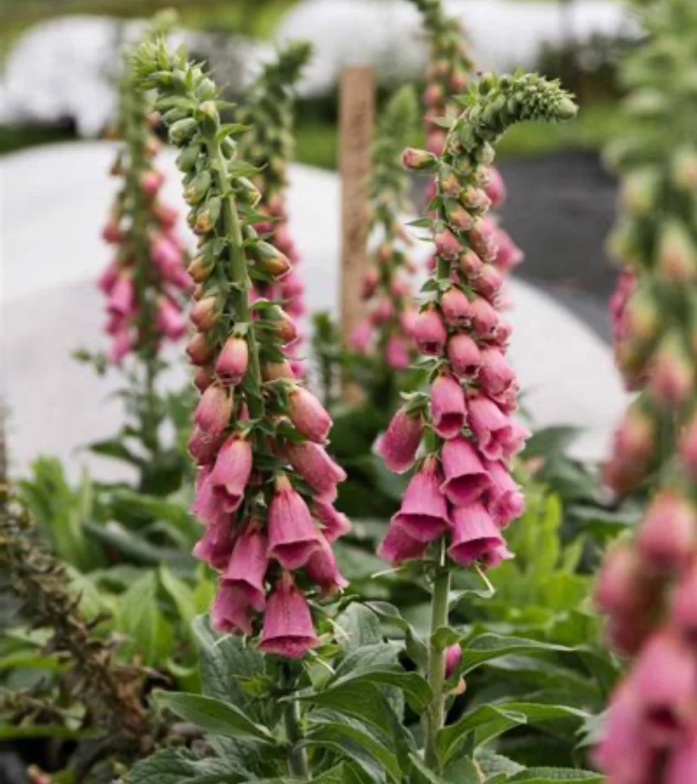 Foxglove - Summer King aka Strawberry (2)