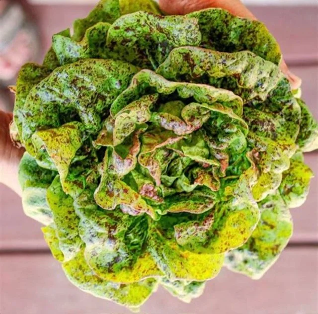 Lettuce - Speckled Heirloom Butterhead (6) (For MAY packs)