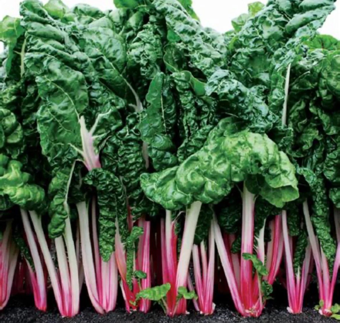 Swiss Chard - Peppermint (2)