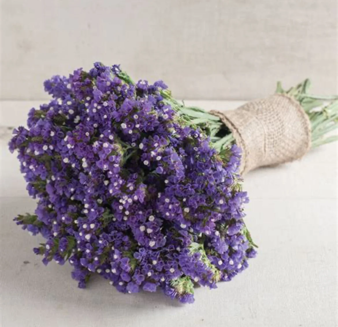 Statice - Seeker Blue