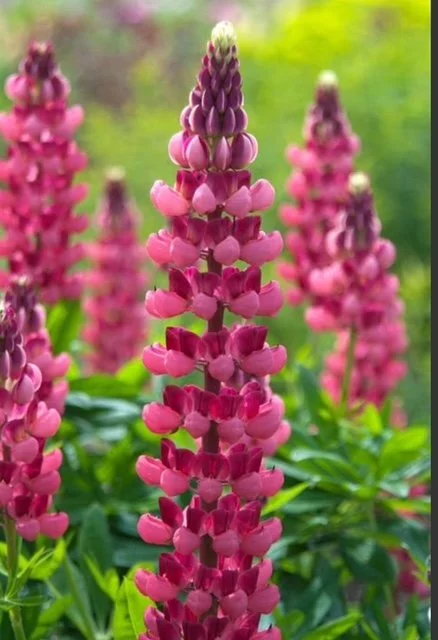 Lupin - My Castle (3)