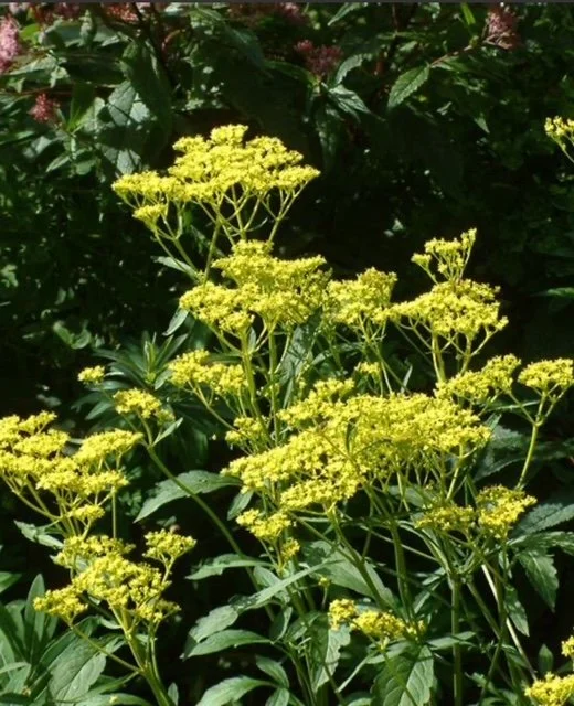 Patrinia Scabiosifolia (3)