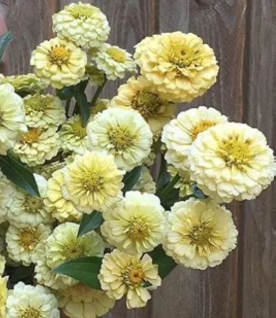 Zinnia- Oklahoma Ivory