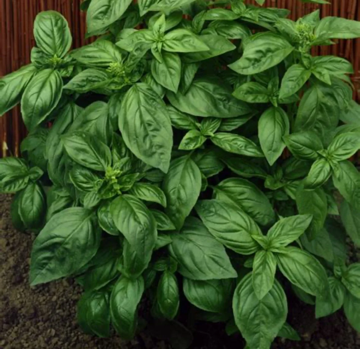 Basil - Genovese (6)