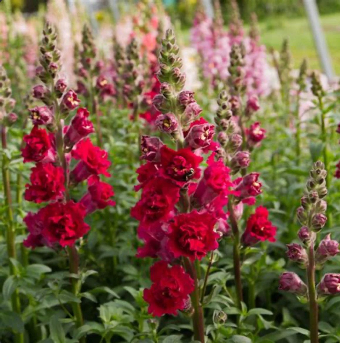 Snapdragons - Madame Butterfly Red