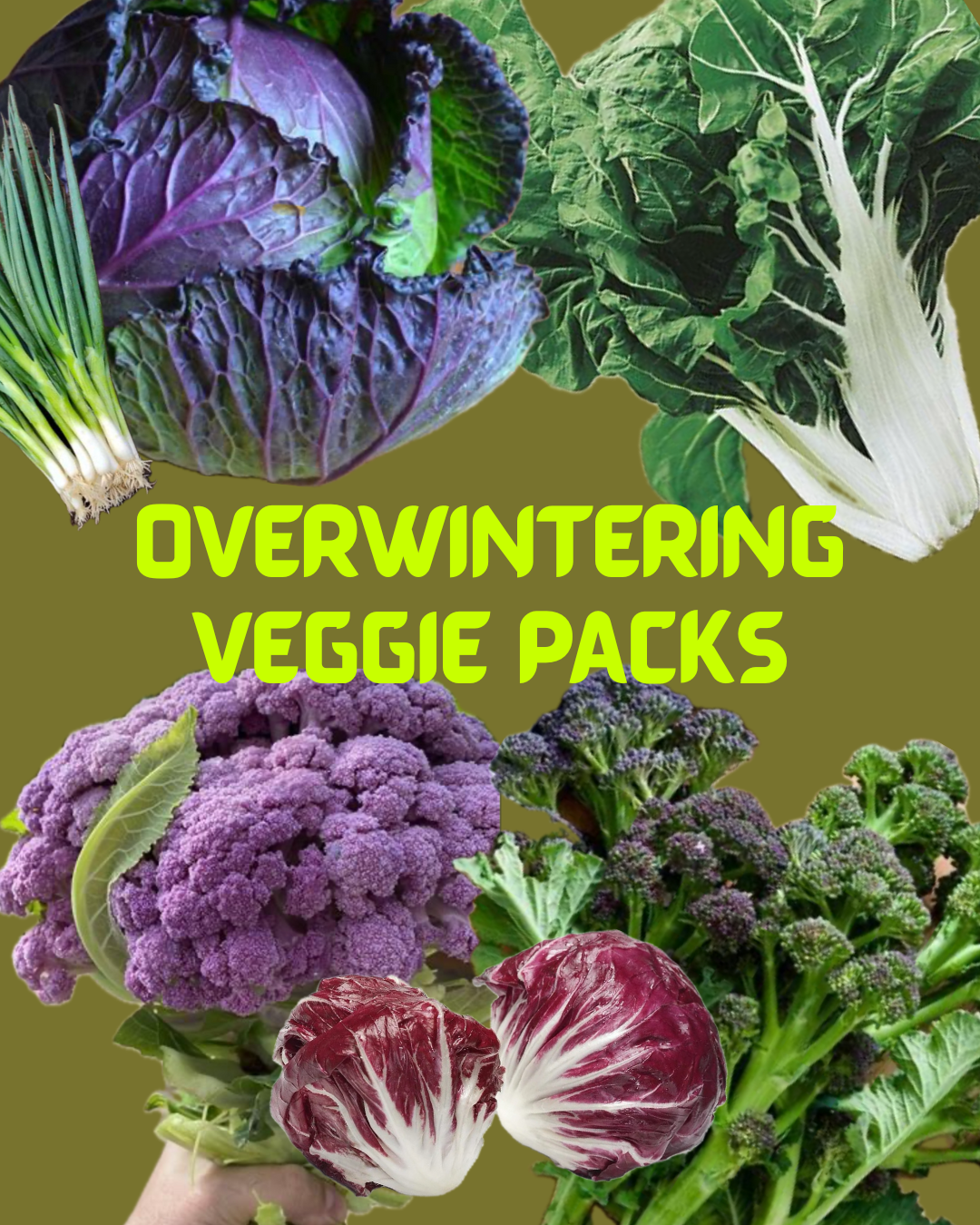 Copy of overwintering veggies1 (1).png