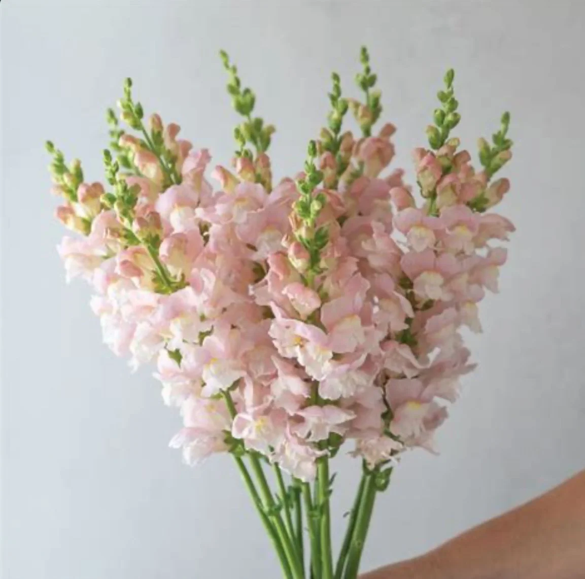 Snapdragon - Avignon Silver (early summer blooming)