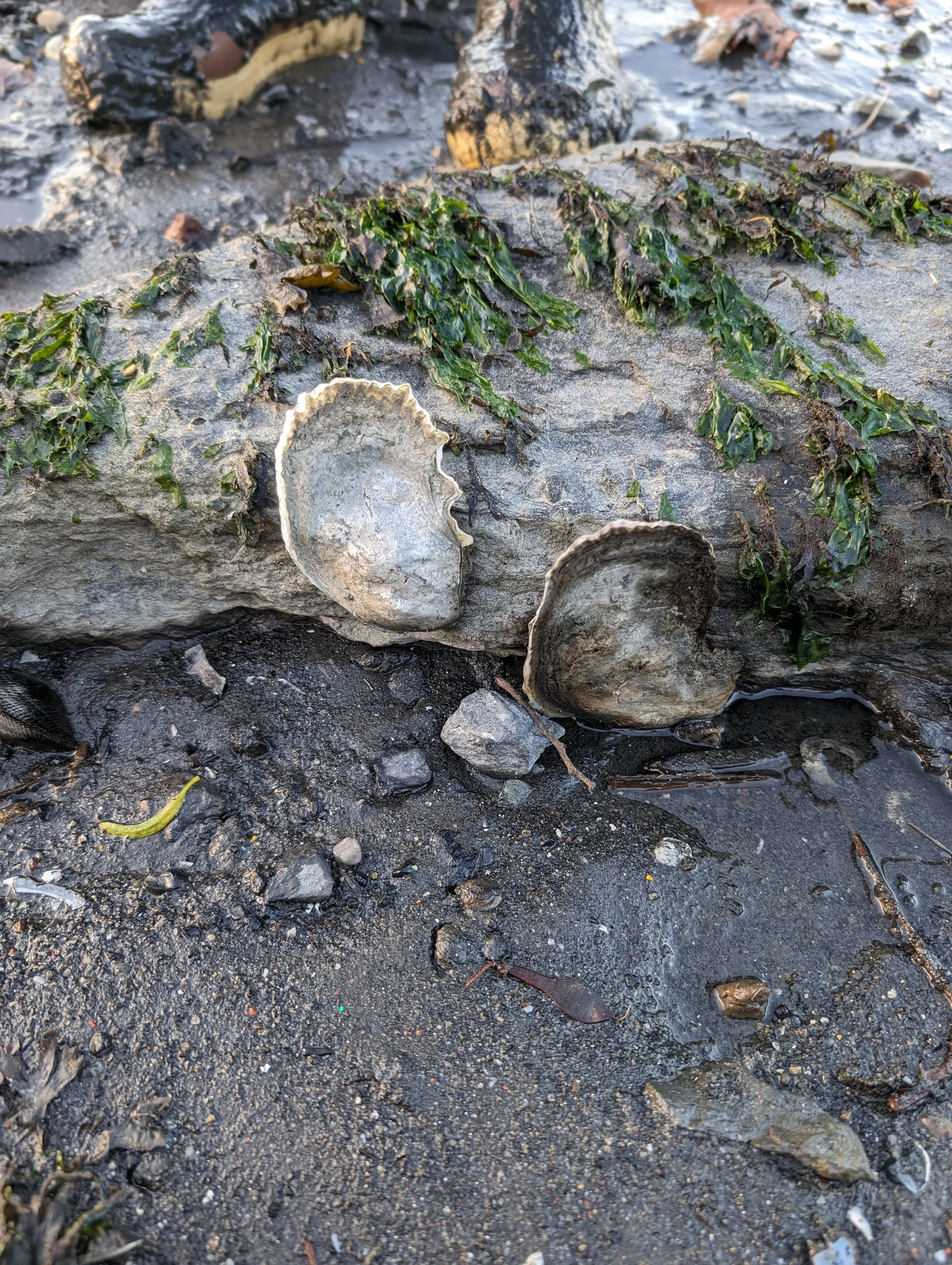 Flushing Bay Wild Oyster Survey