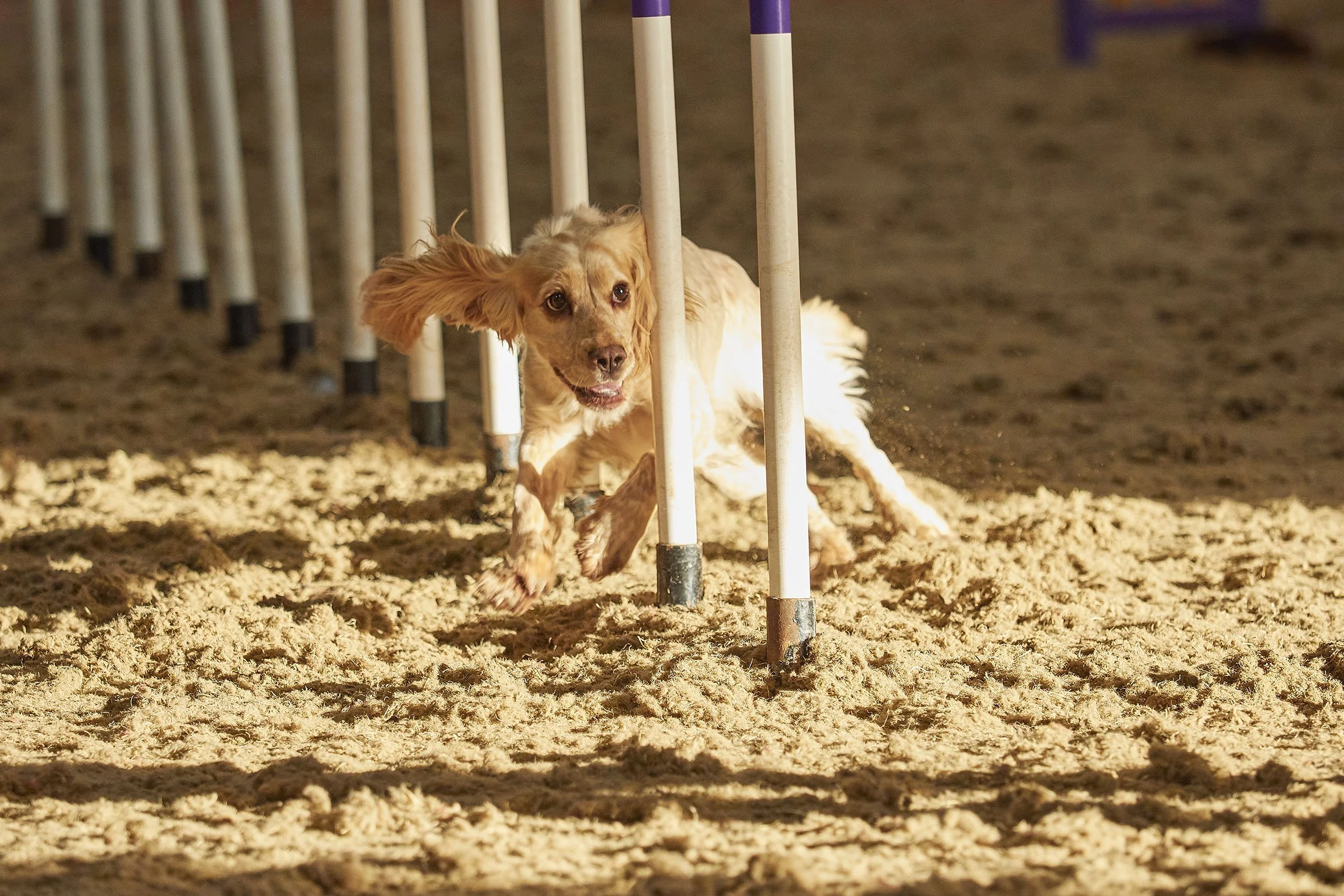 Kelluki Agility 16:1:2022 418.jpg