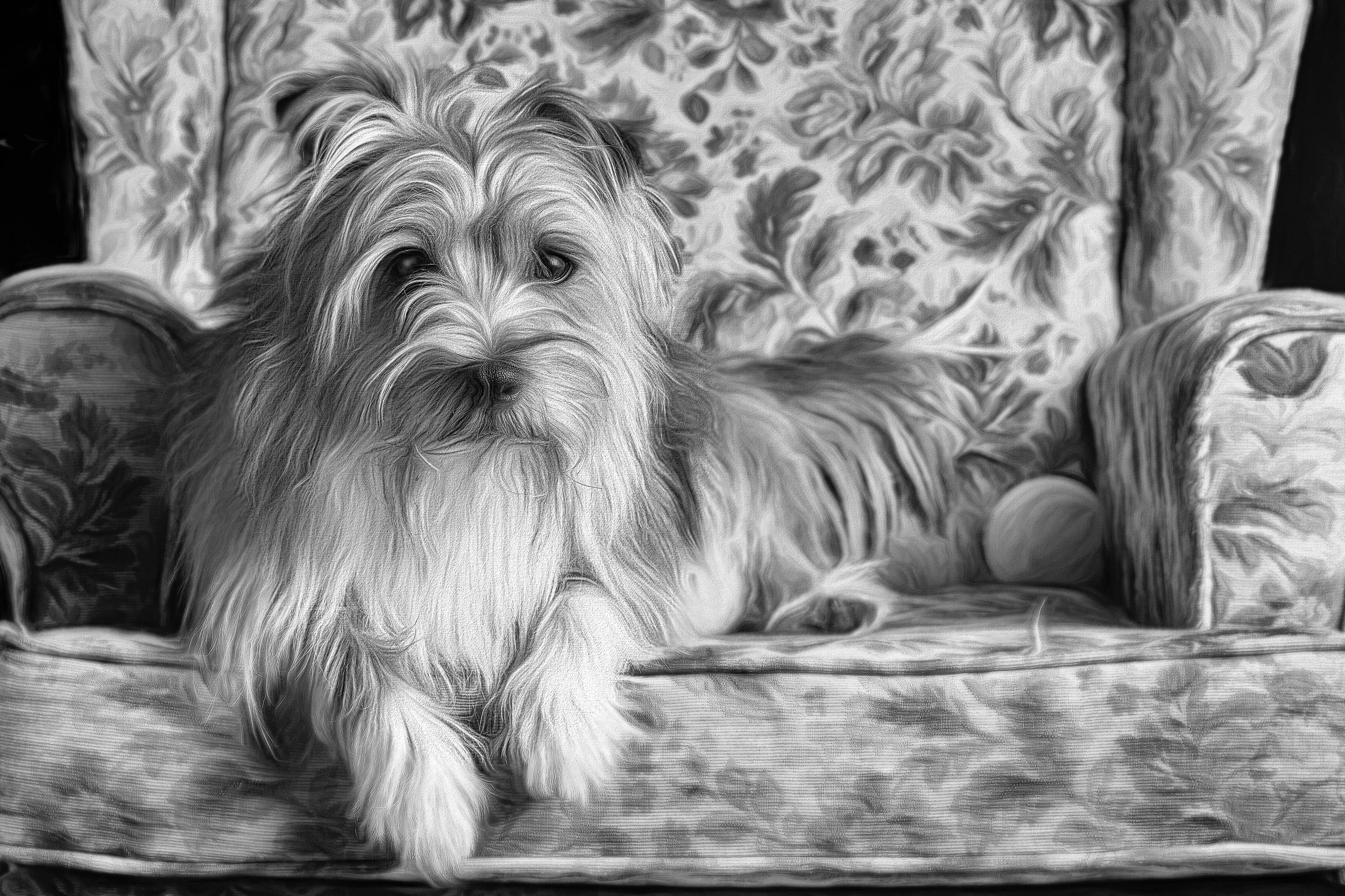 merlin in black and white on chair.jpg