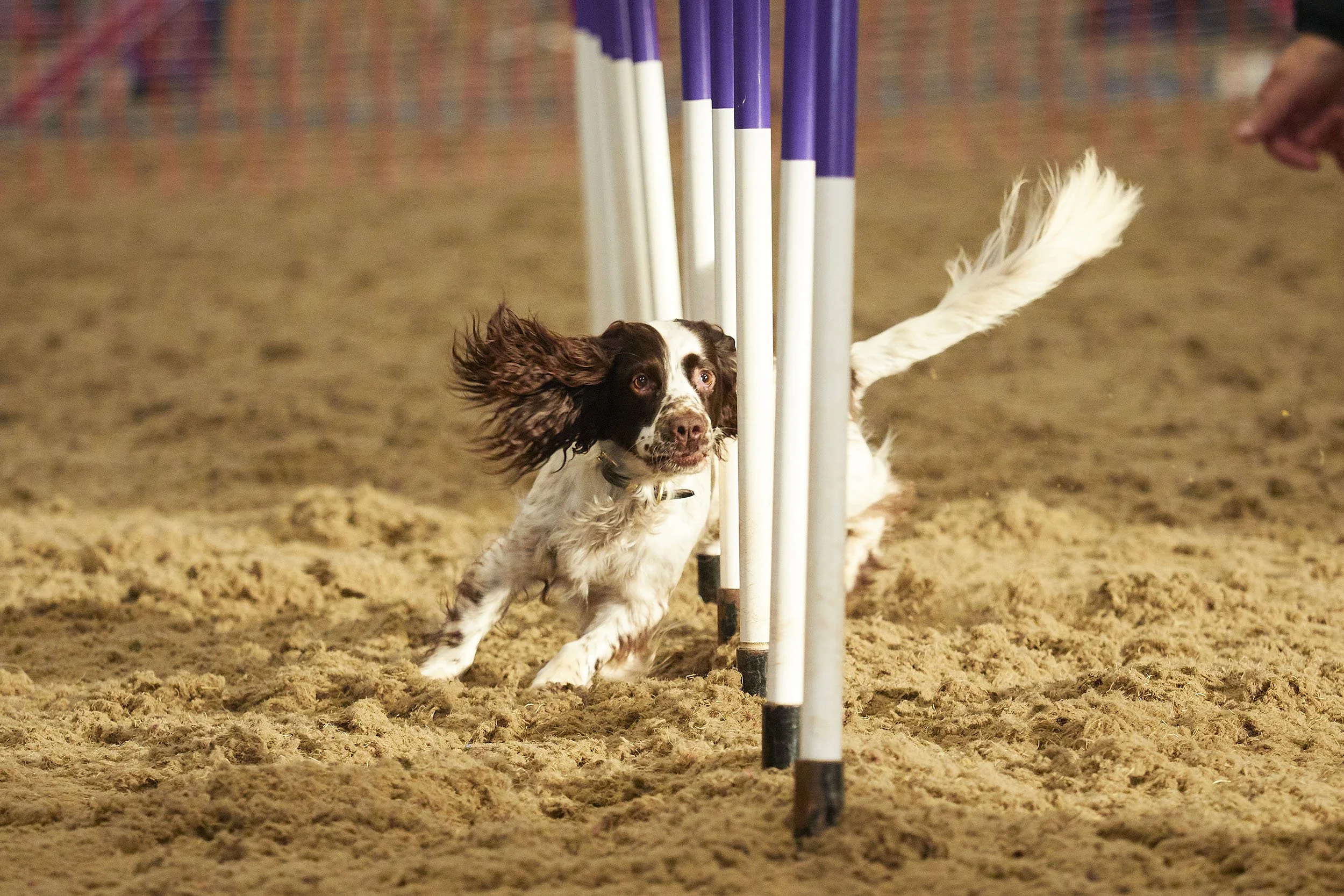 Kelluki Agility 16:1:2022 554.jpg