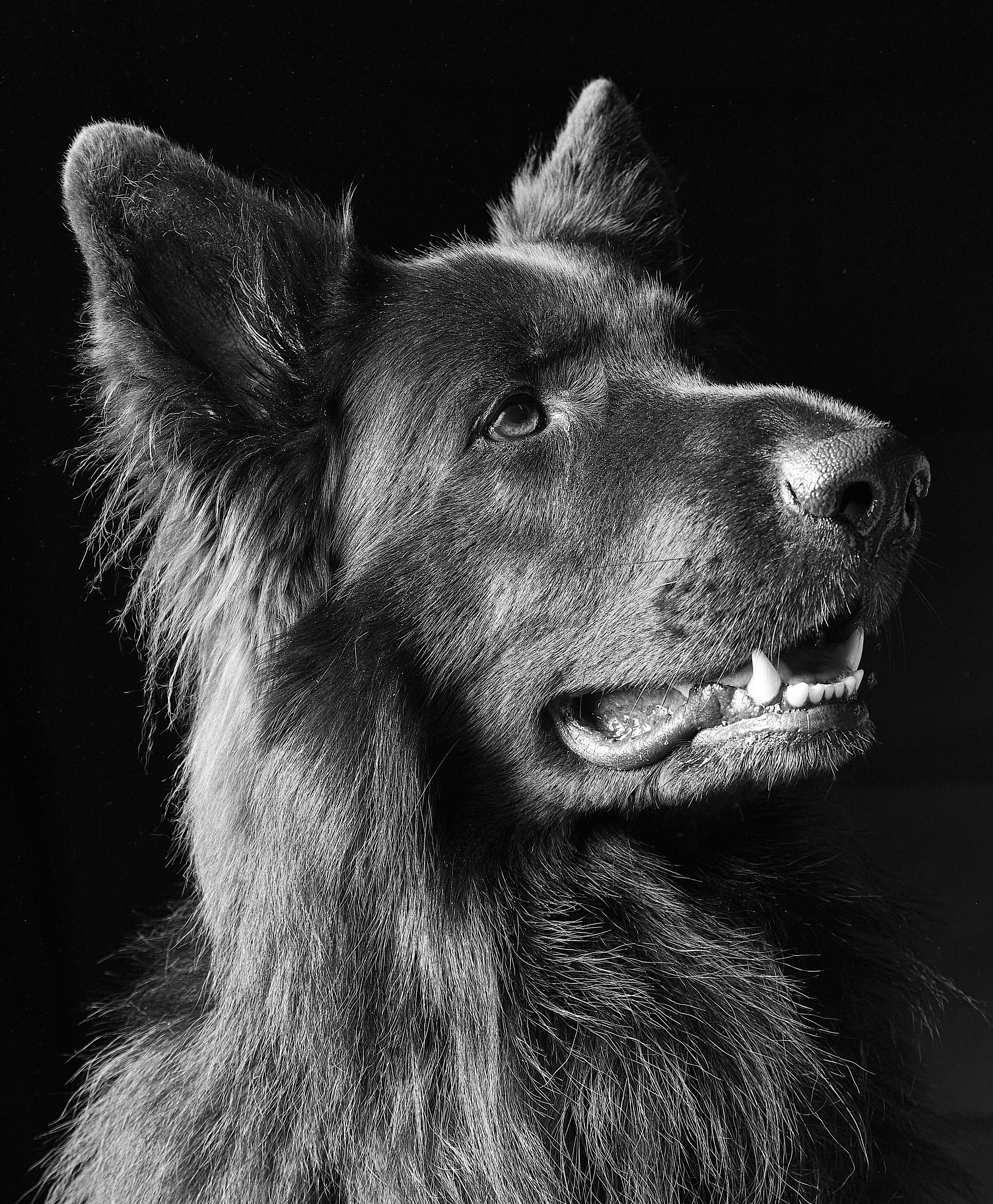 German shephards 1.jpg
