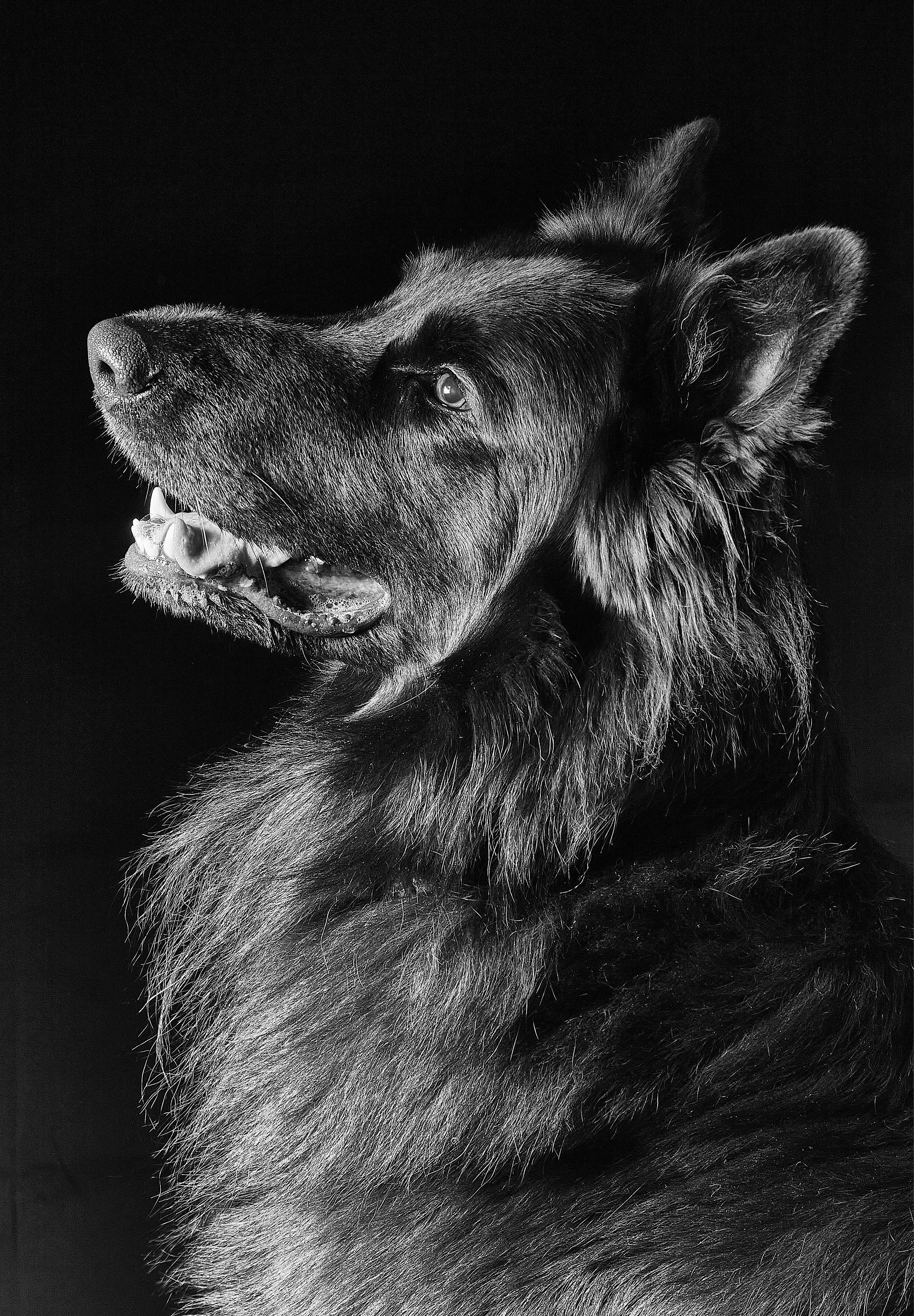 German shephards 3.jpg