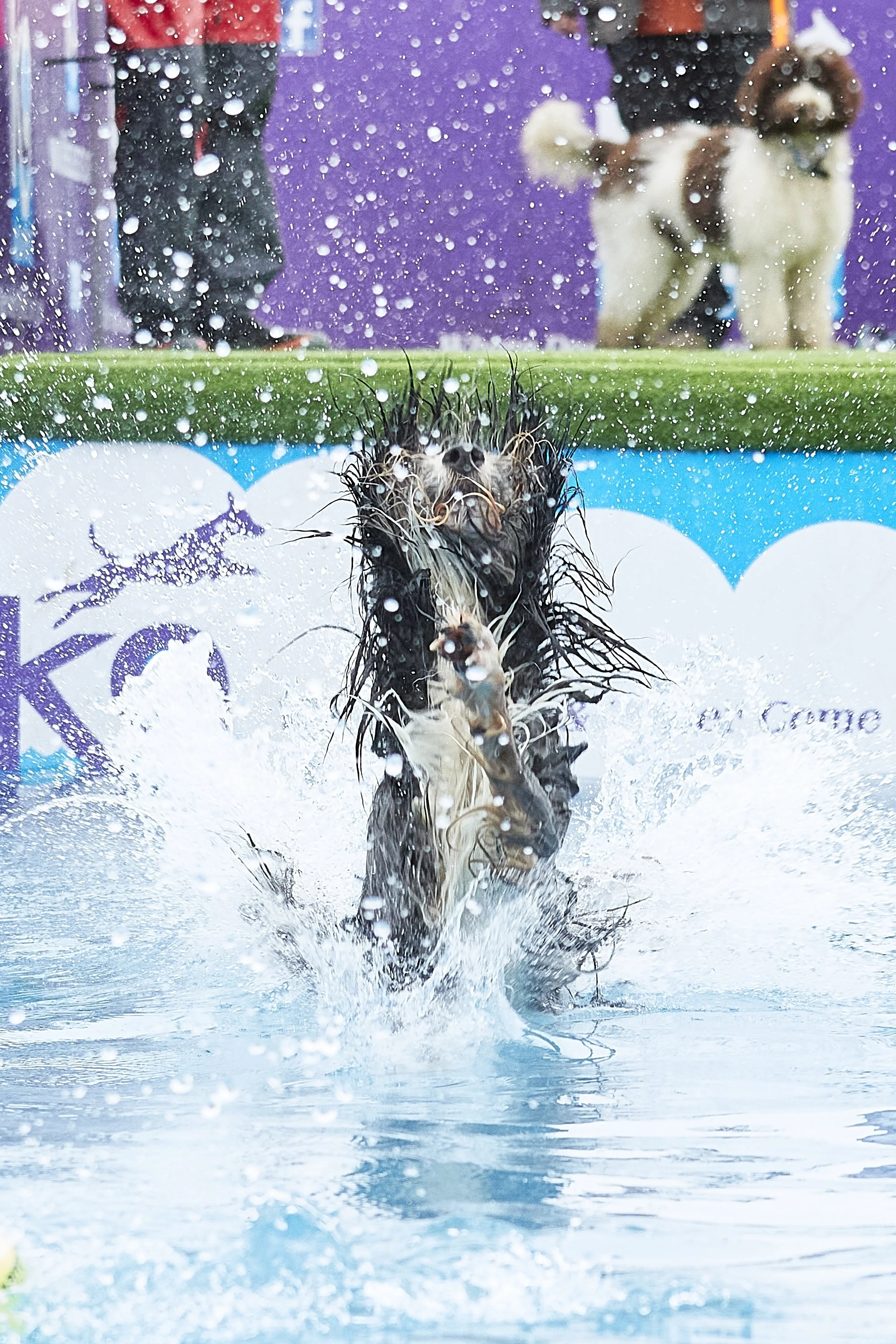 Newbury dog show 04 - 2023 77.jpg