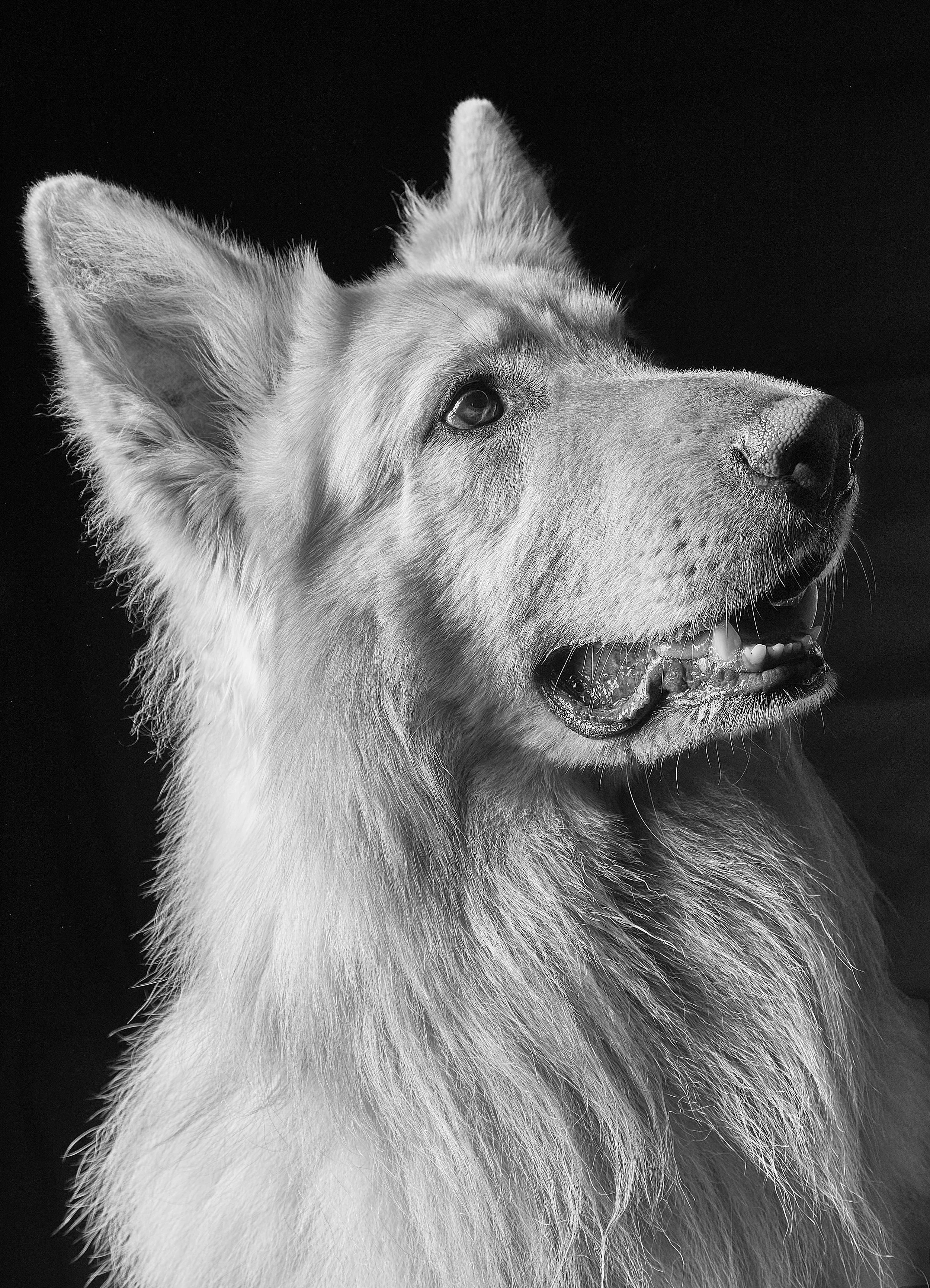 German shephards 9.jpg