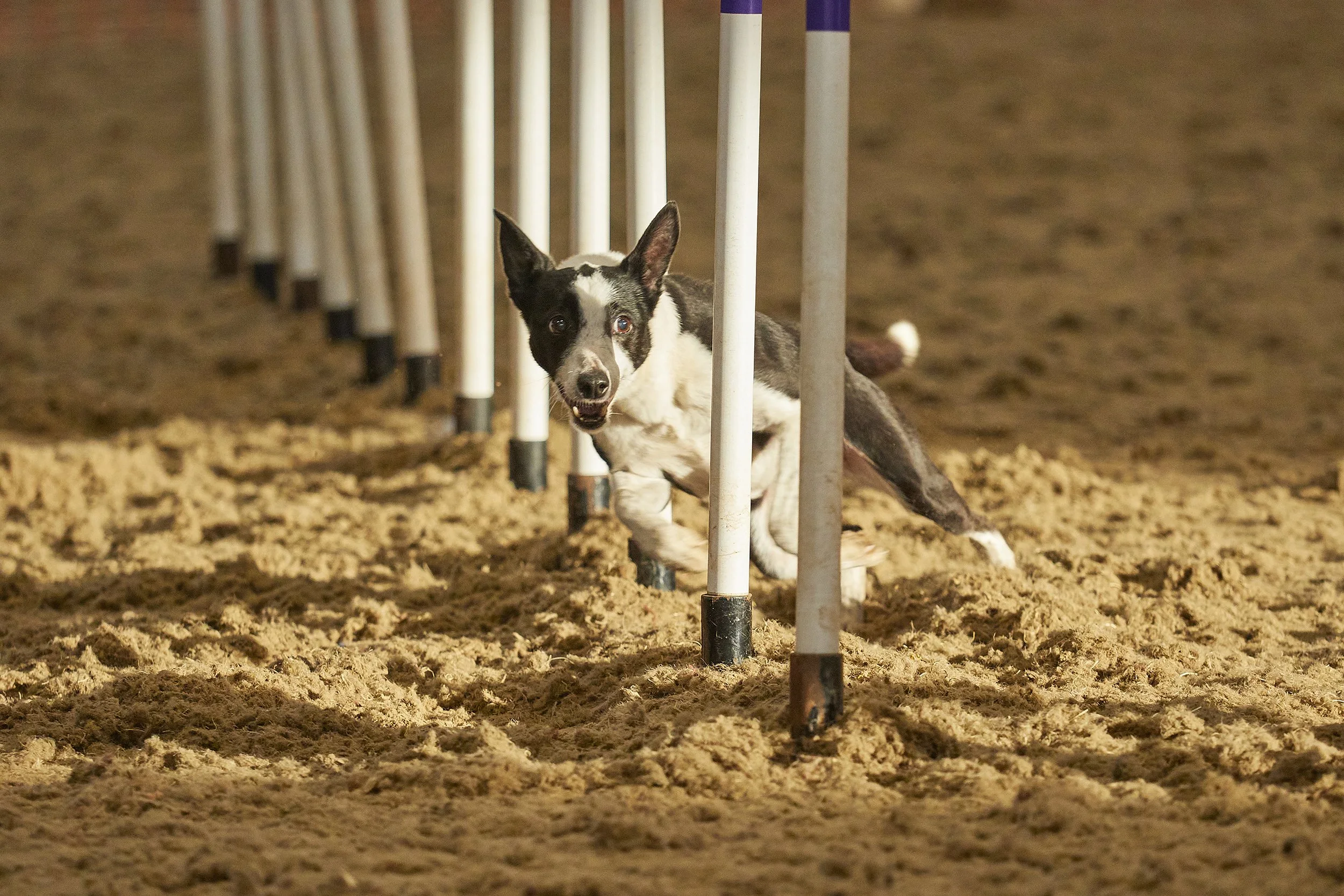 Kelluki Agility 16:1:2022 515.jpg a.jpg